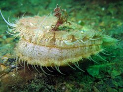 Coquille St jacques Baie de Morlaix